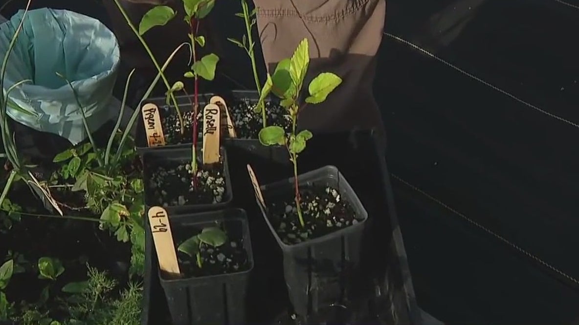‘Three sisters planting’ method